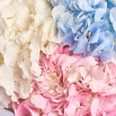 Букет 3 Гортензії Мікс