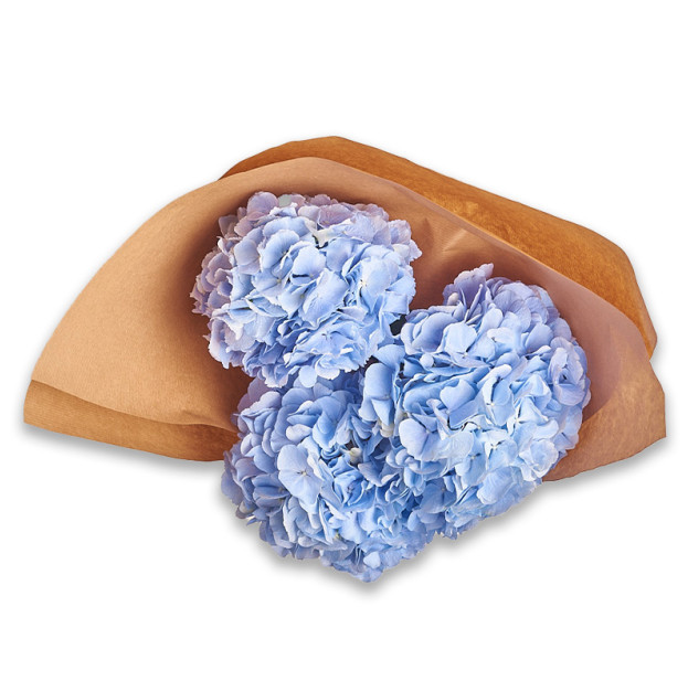 Букет 3 Блакитні Гортензії