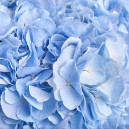 Букет 3 Голубые Гортензии