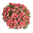 Bouquet 25 Roses Spray Fireworks