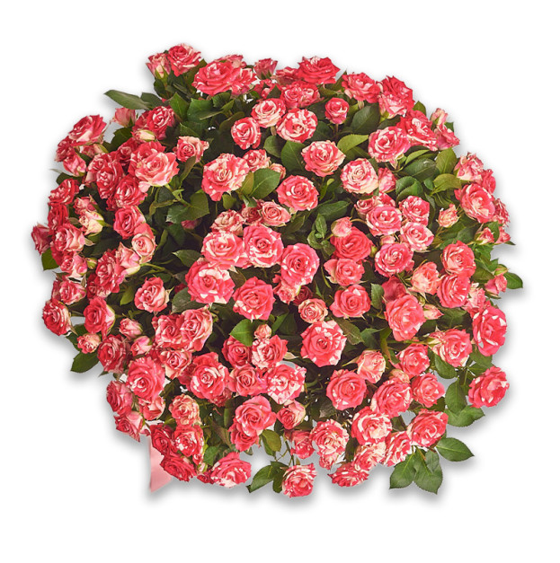 Bouquet 25 Roses Spray Fireworks