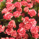 Bouquet 25 Roses Spray Fireworks