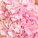 Букет 3 Рожевих Гортензії