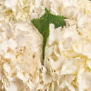 Букет 5 Белых Гортензий