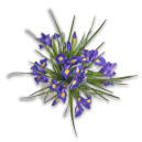 Букет 15 Ірисів