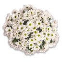 Букет 15 Білих хризантем Ромашок