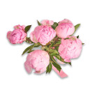 Bouquet of 5 Pink Peonies