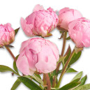 Bouquet of 5 Pink Peonies