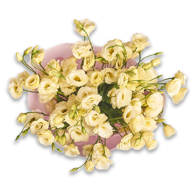 Букет 11 Кремових Еустом