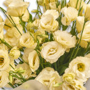 Букет 11 Кремових Еустом