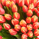 Букет 45 Жовто-червоних тюльпанів