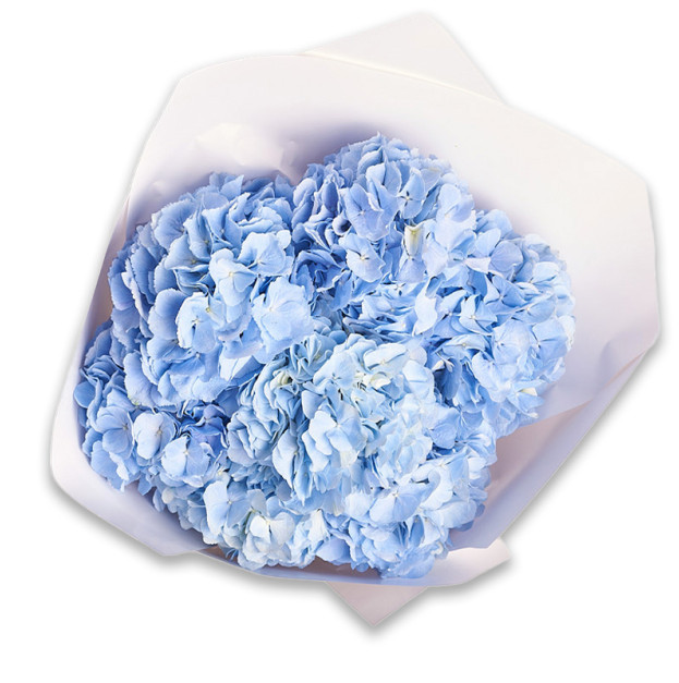Букет 7 Блакитних Гортензій