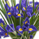 Bouquet of 75 Irises