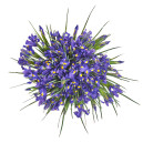 Bouquet of 75 Irises