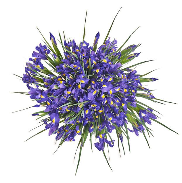 Букет 75 Ірисів