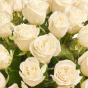 Букет 51 роза Плая Бланка