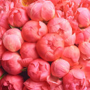 Букет 51 Коралловый Пион