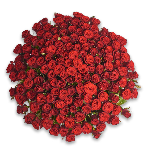Букет 151 Червона троянда