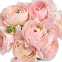 Букет 9 Рожевих Ранункулюсів