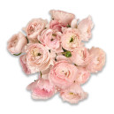 Букет 15 Рожевих Ранункулюсів