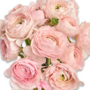 Букет 15 Рожевих Ранункулюсів