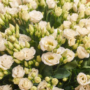 Букет 15 Білих Еустом