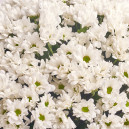 Bouquet 51 White Chrysanthemum Chamomile