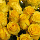 Bouquet of 29 Yellow Roses