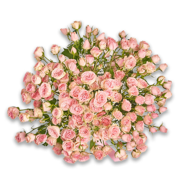 Bouquet of 25 Light Pink Roses Spray