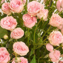 Букет 25 Світло-Рожевих Троянд Спрей