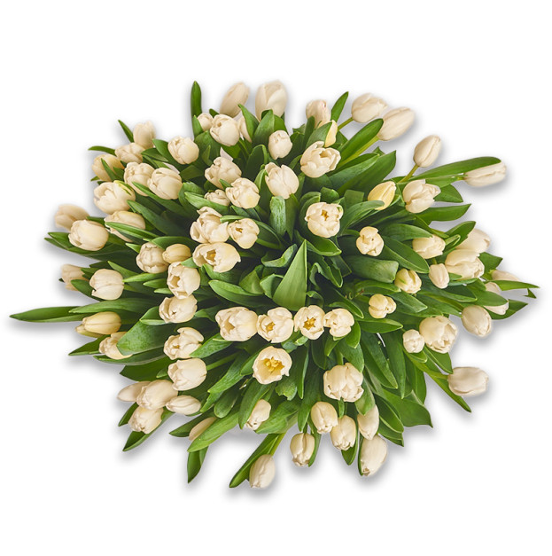 Букет 75 Білих тюльпанів