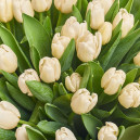 Букет 75 Білих тюльпанів