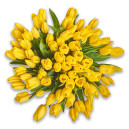 Bouquet of 75 Yellow Tulips