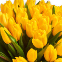 Bouquet of 75 Yellow Tulips
