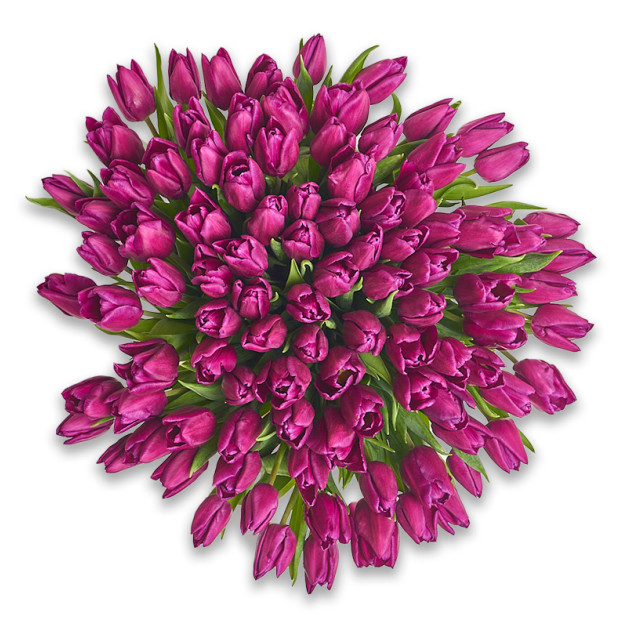 Bouquet 101 Purple Tulip