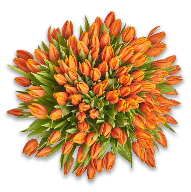 Bouquet 101 Orange Tulip
