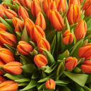 Bouquet 101 Orange Tulip