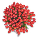 Bouquet 101 Red Tulip