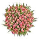 Букет 101 Светло-Розовый пионовидный тюльпан