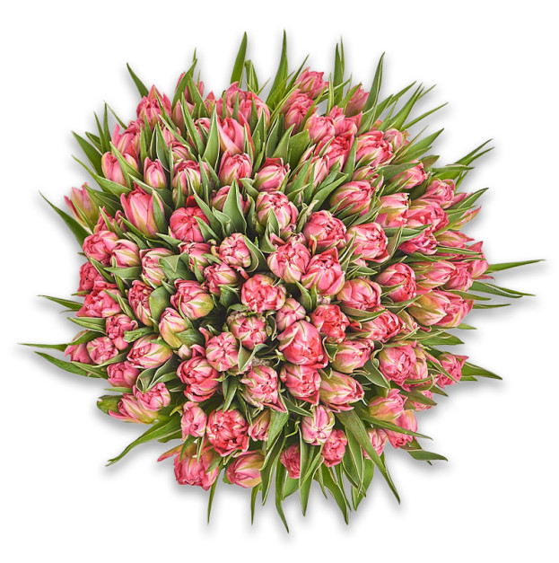 Букет 101 Світло-Рожевий піоновидний тюльпан