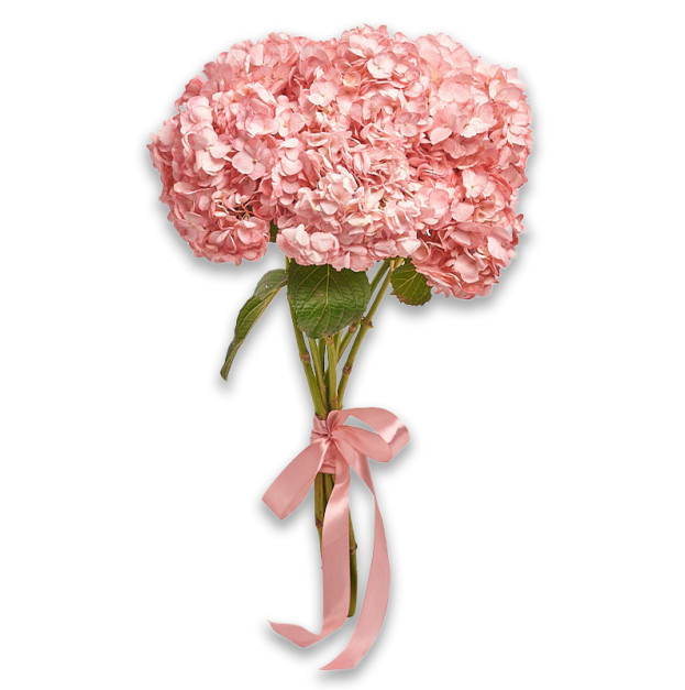Букет 7 Рожевих Гортензій