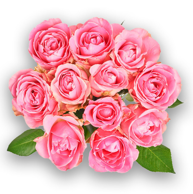 Bouquet of 11 Pink Roses