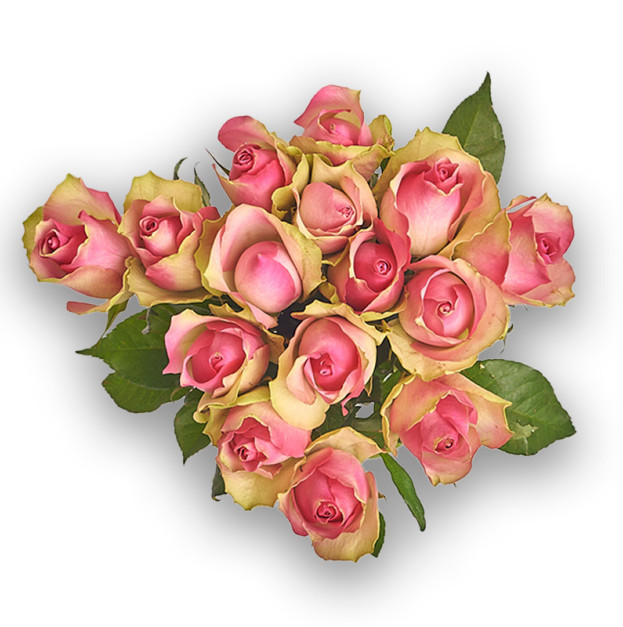Bouquet of 15 Roses