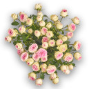 Букет 9 Рожевих Троянд Спрей