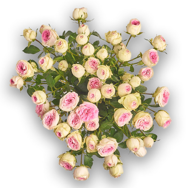 Букет 9 Рожевих Троянд Спрей