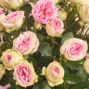 Букет 9 Рожевих Троянд Спрей