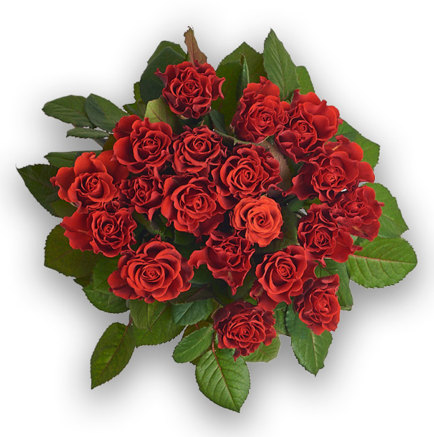 Bouquet of 19 Roses
