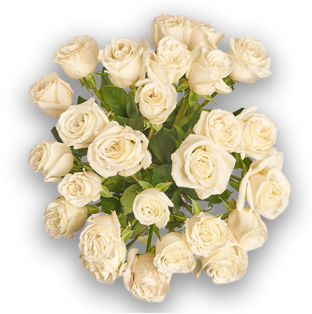Bouquet of 25 roses