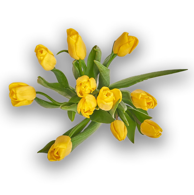 Bouquet of 11 Yellow Tulips