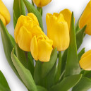 Bouquet of 11 Yellow Tulips
